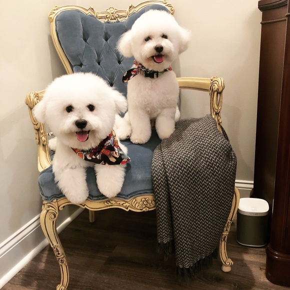 Meet your Posher, Slade! - Picture 3 of 5